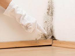 Best Mold Damage Restoration  in Hamburg, NJ